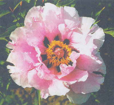 Марианна Успенская - Пионы