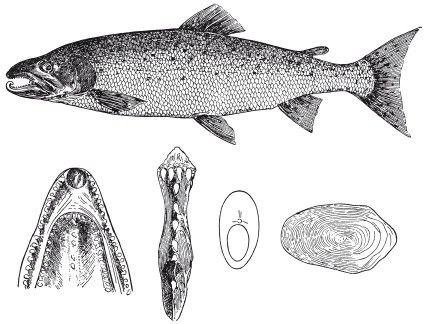 Леонид Сабанеев - Жизнь и ловля пресноводных рыб