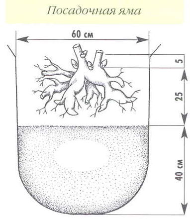 Марианна Успенская - Пионы