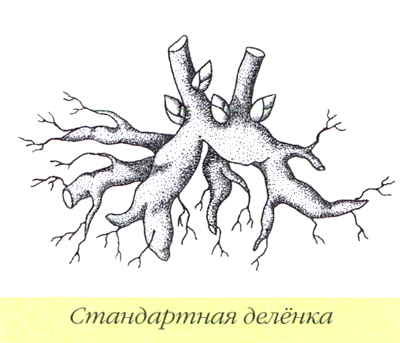 Марианна Успенская - Пионы