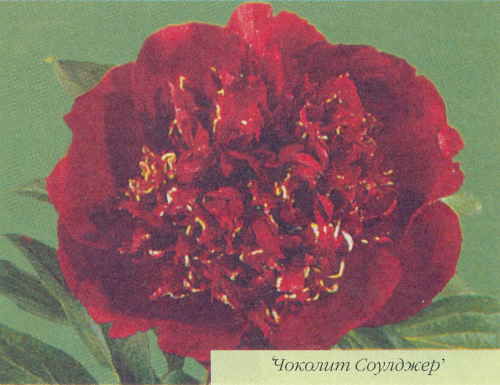 Марианна Успенская - Пионы