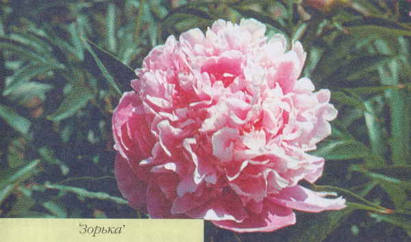 Марианна Успенская - Пионы