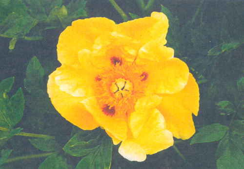 Марианна Успенская - Пионы