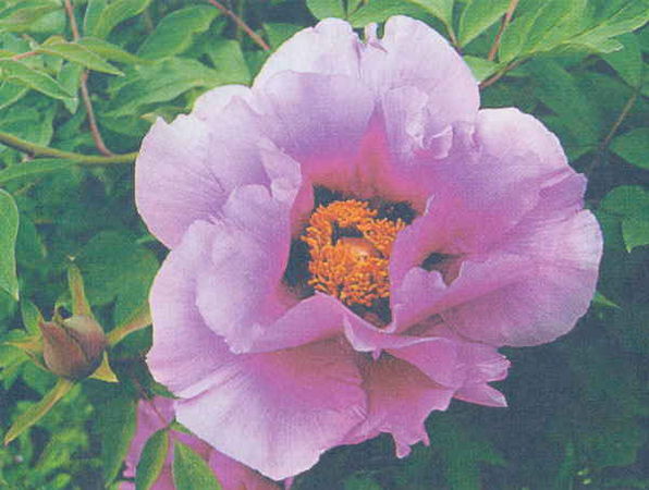 Марианна Успенская - Пионы