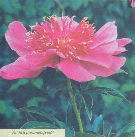 Марианна Успенская - Пионы