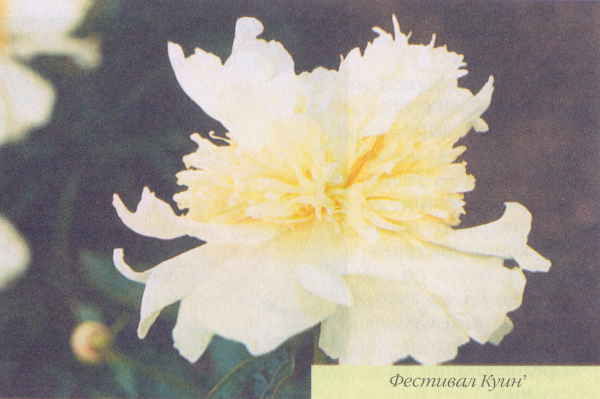 Марианна Успенская - Пионы