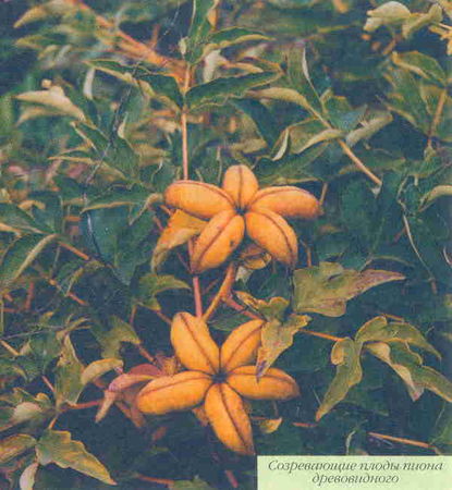 Марианна Успенская - Пионы