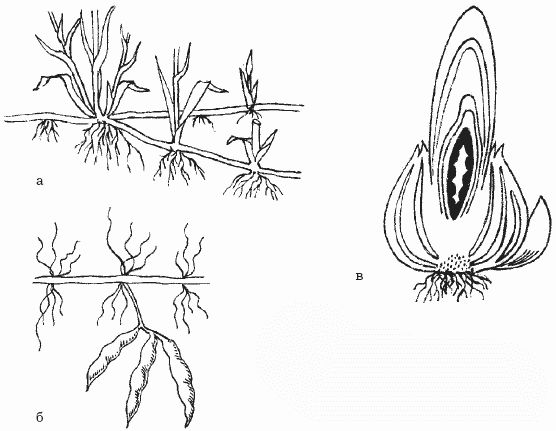Ольга Шумахер, Оксана Петросян - Борьба с сорняками
