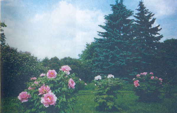 Марианна Успенская - Пионы