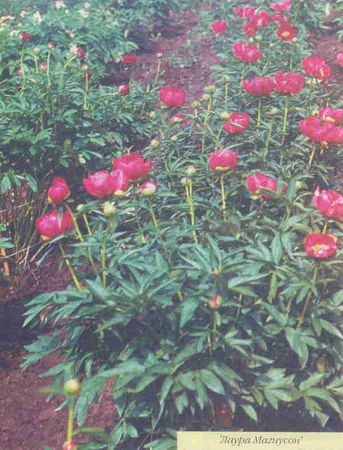 Марианна Успенская - Пионы