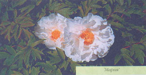 Марианна Успенская - Пионы