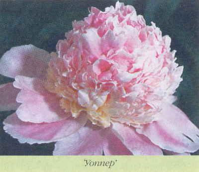 Марианна Успенская - Пионы