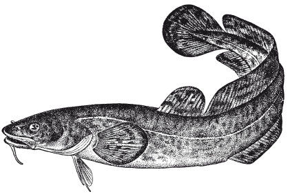 Леонид Сабанеев - Жизнь и ловля пресноводных рыб
