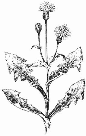 Ольга Шумахер, Оксана Петросян - Борьба с сорняками