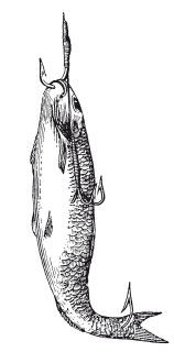 Леонид Сабанеев - Жизнь и ловля пресноводных рыб