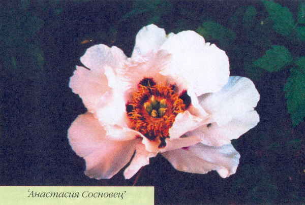 Марианна Успенская - Пионы