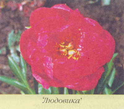 Марианна Успенская - Пионы