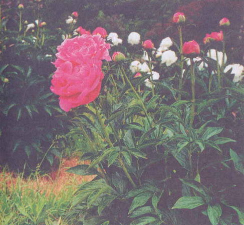 Марианна Успенская - Пионы