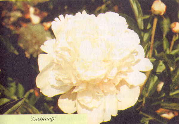 Марианна Успенская - Пионы