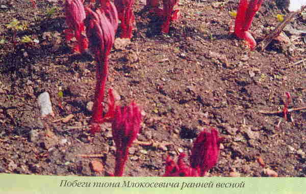 Марианна Успенская - Пионы