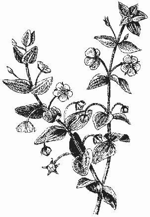 Ольга Шумахер, Оксана Петросян - Борьба с сорняками