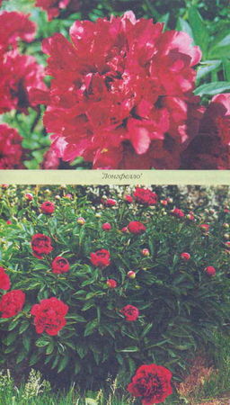 Марианна Успенская - Пионы