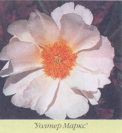 Марианна Успенская - Пионы