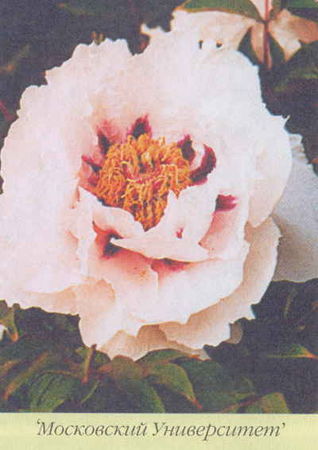 Марианна Успенская - Пионы