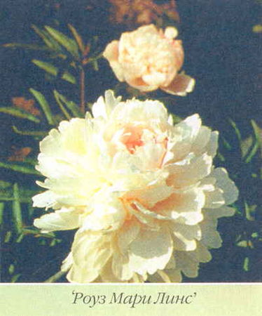 Марианна Успенская - Пионы