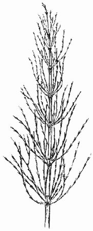Ольга Шумахер, Оксана Петросян - Борьба с сорняками