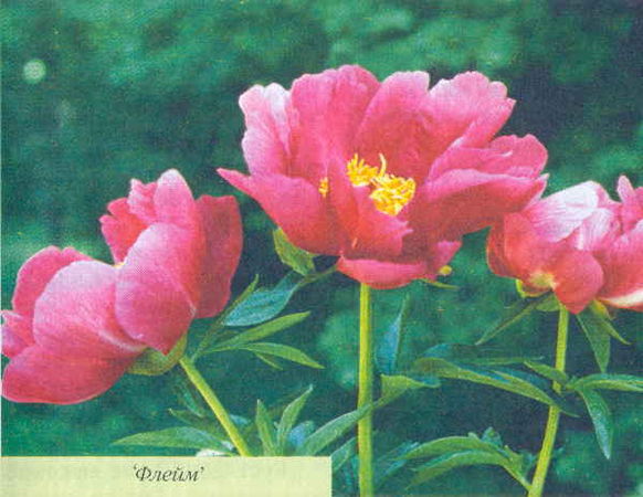 Марианна Успенская - Пионы