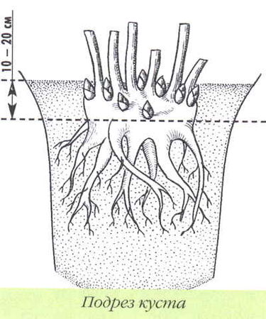 Марианна Успенская - Пионы