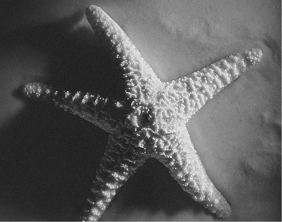 Николай Непомнящий - 100 великих загадок природы