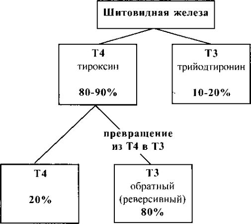 Андрей Ушаков - Восстановление щитовидной железыРуководство для пациентов