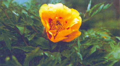 Марианна Успенская - Пионы