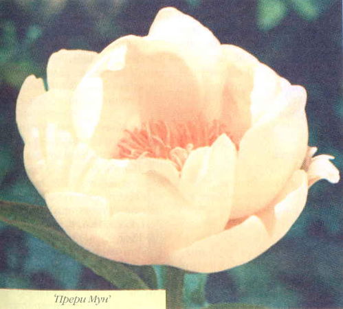 Марианна Успенская - Пионы