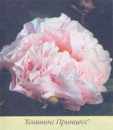 Марианна Успенская - Пионы