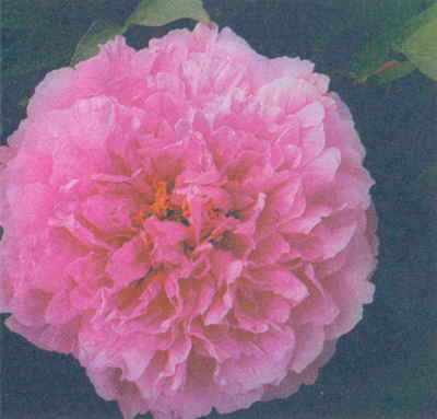 Марианна Успенская - Пионы