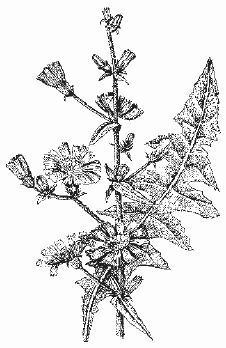 Ольга Шумахер, Оксана Петросян - Борьба с сорняками