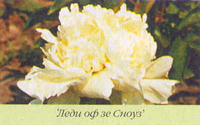 Марианна Успенская - Пионы