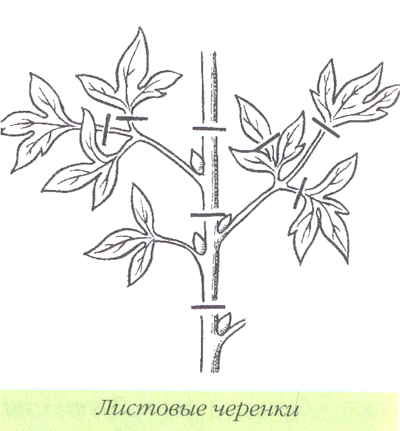 Марианна Успенская - Пионы