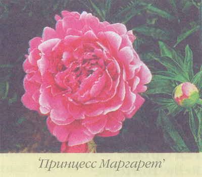 Марианна Успенская - Пионы