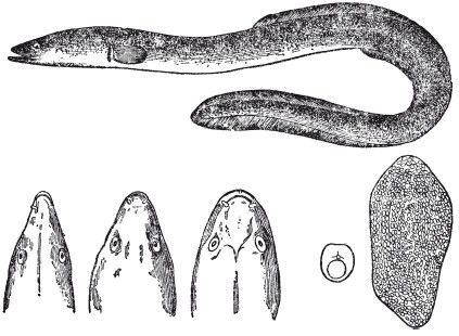 Леонид Сабанеев - Жизнь и ловля пресноводных рыб