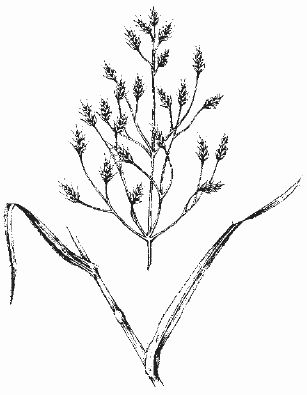 Ольга Шумахер, Оксана Петросян - Борьба с сорняками