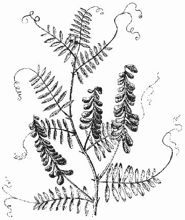 Ольга Шумахер, Оксана Петросян - Борьба с сорняками