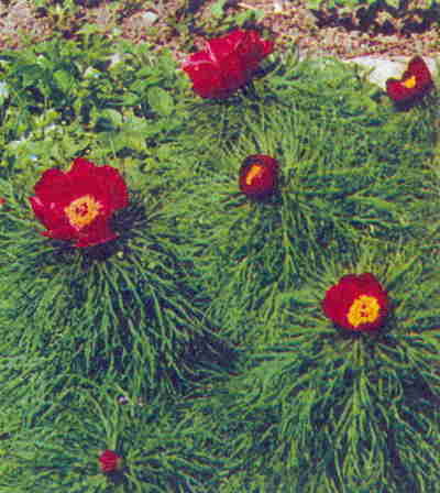 Марианна Успенская - Пионы