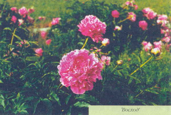 Марианна Успенская - Пионы