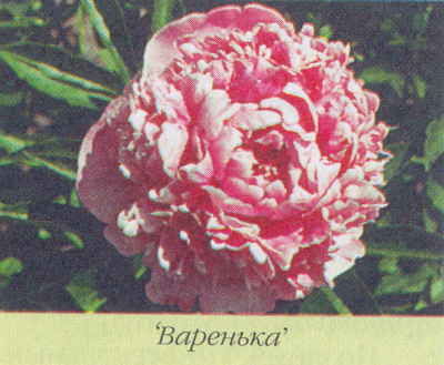 Марианна Успенская - Пионы