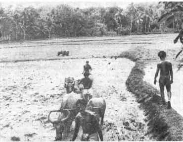 Илья Сучков - Краски далекого острова