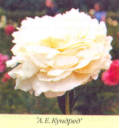 Марианна Успенская - Пионы